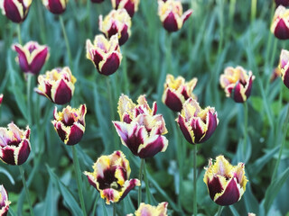 Colorful tulips bloom in a vibrant garden during spring season