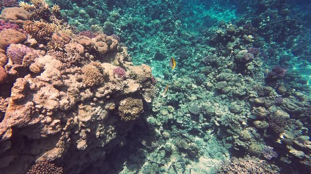 Two threadfin butterflyfishes at coral reef in Red sea, Egypt. Chaetodon auriga