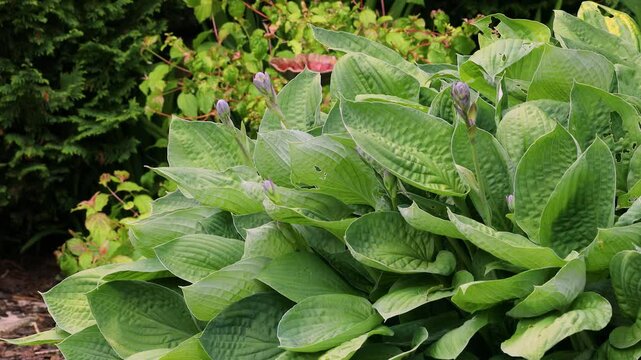 Close-up of large hosta with textured green leaves and emerging purple flower buds. In the back there is a cornus sanguinea 'midwinter fire' shrub and Leyland Cyprus hedge