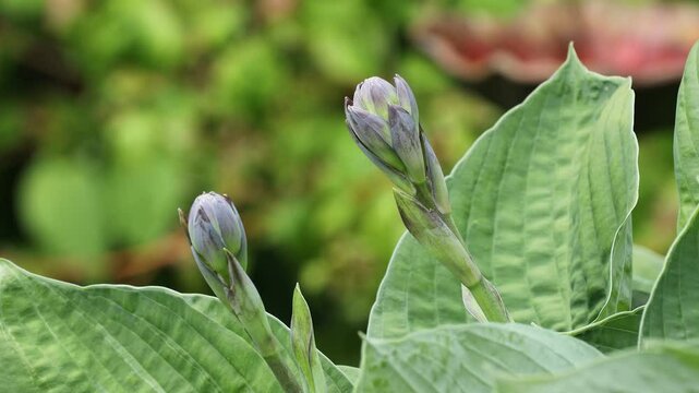 Close-up of large hosta with textured green leaves and emerging purple flower buds. In the back there is a cornus sanguinea 'midwinter fire' shrub and Leyland Cyprus hedge