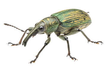 Close up detailed macro photograph of a green and yellow striped weevil insect against a pure black...