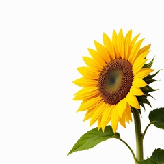 Bright, lush, yellow sunflower on a white background with space for text, stock photo