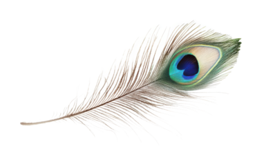 Feather with a blue heart in the center