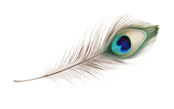 Feather with a blue heart in the center