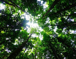 Obraz premium AI generated JPEG looking up through a dense forest canopy of towering trees. Soft filtered light illuminates vibrant green leaves, creating a calming, immersive perspective