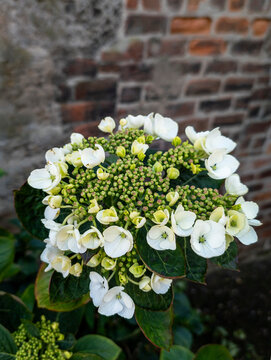 Hydrangea macrophylla 'Libelle', commonly known as Hortensia -   Edinburgh, Scotland, United Kingdom