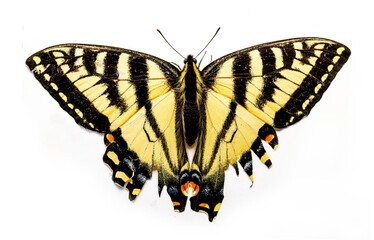 Fototapeta premium Eastern tiger swallowtail
