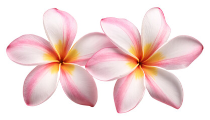 Fototapeta premium Beautiful tropical plumeria flowers close up for summer designs and floral backgrounds and flower images
