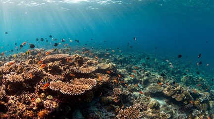 coral reef in the sea