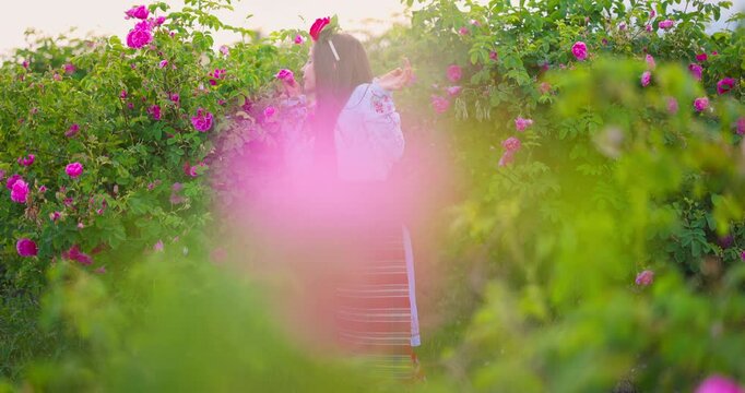Bulgarian rose valley near Kazanlak, Bulgaria and girl in ethnic folklore clothing harvesting blooming oil-bearing roses at sunrise sunset
