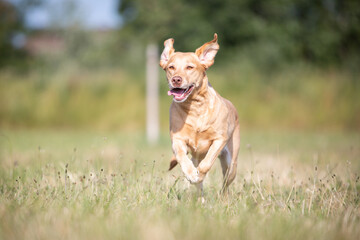Labrador Dog Enjoying a Nature Walk