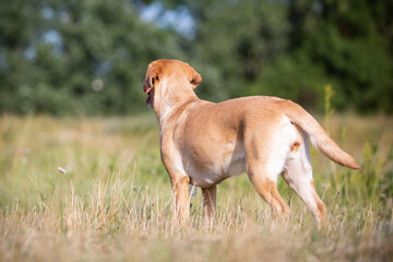 Labrador Dog Enjoying a Nature Walk
