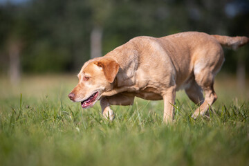 Labrador Dog Enjoying a Nature Walk