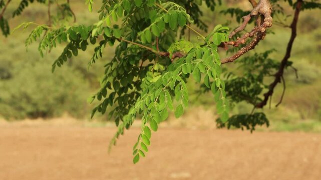 View moringa leaves branch, herb and medical concept in india gujarat. The moringa tree leaves background. hanging Moringa oleifera leaves. Fresh green drumstick tree leaves dark light background.