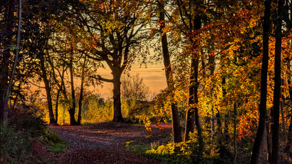 Naklejka premium Herbstlicher Wald im goldenen Sonnenuntergang