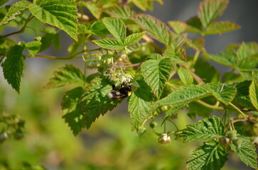 Bumblebee on a raspberry bush. The first small flowers, buds, have appeared on the garden berry plant. A yellow-black bumblebee sits on one of the buds and collects nectar. Raspberry has green leaves.