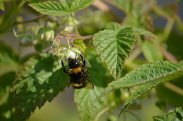 Bumblebee on a raspberry bush. The first small flowers, buds, have appeared on the garden berry plant. A yellow-black bumblebee sits on one of the buds and collects nectar. Raspberry has green leaves.