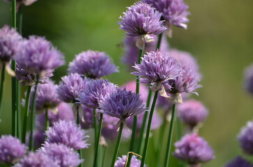 Purple flowers on thin green stems. Chives grow in small colonies in a flowerbed. Light purple flowers with many thin long petals bloom at the tips of the stems of the plant.
