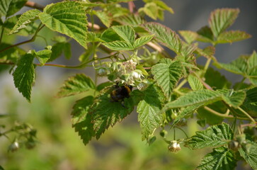 Bumblebee on a raspberry bush. The first small flowers, buds, have appeared on the garden berry plant. A yellow-black bumblebee sits on one of the buds and collects nectar. Raspberry has green leaves.