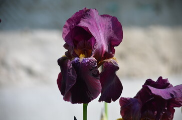 Large purple iris. A large unusual flower grew on a thick long green stem in a garden bed. It has large, dark purple petals growing in different directions. Some of petals are twisted up, some down.