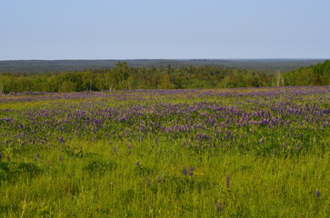 Field with lupines. A wide field overgrown with tall green grass, wild flowers. There are many beautiful purple lupine flowers. Above is a light blue sky and in the distance you can see a forest.