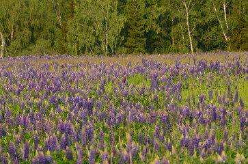 Field with lupines. A wide field overgrown with tall green grass, wild flowers. There are many beautiful purple lupine flowers. Above is a light blue sky and in the distance you can see a forest.