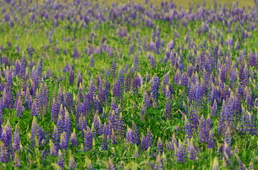 Field with lupines. A wide field overgrown with tall green grass, wild flowers. There are many beautiful purple lupine flowers. Above is a light blue sky and in the distance you can see a forest.