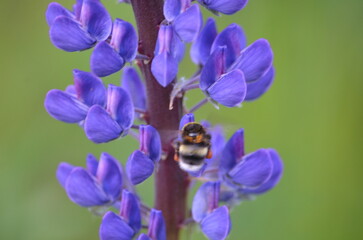 Purple lupine flower and bumblebee. Wolf flower - Lupinus with many medium purple-blue inflorescences on a long green stem. On one of the flowers sits a brown-black bumblebee and collects nectar.