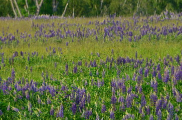 Field with lupines. A wide field overgrown with tall green grass, wild flowers. There are many beautiful purple lupine flowers. Above is a light blue sky and in the distance you can see a forest.