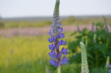 Purple flowers under the sun. The lupine or wolf bean plant grows in clusters of the same flowers. On one stem there are many boat-shaped inflorescences. They have a bright purple color