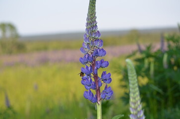 Purple flowers under the sun. The lupine or wolf bean plant grows in clusters of the same flowers. On one stem there are many boat-shaped inflorescences. They have a bright purple color