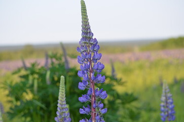 Purple flowers under the sun. The lupine or wolf bean plant grows in clusters of the same flowers. On one stem there are many boat-shaped inflorescences. They have a bright purple color