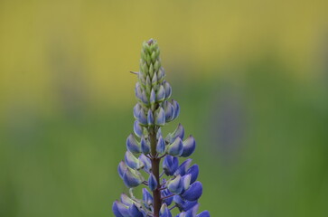 Purple flowers under the sun. The lupine or wolf bean plant grows in clusters of the same flowers. On one stem there are many boat-shaped inflorescences. They have a bright purple color