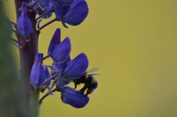 Purple lupine flower and bumblebee. Wolf flower - Lupinus with many medium purple-blue inflorescences on a long green stem. On one of the flowers sits a brown-black bumblebee and collects nectar.