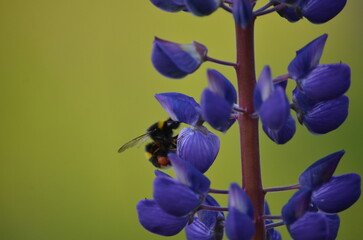 Purple lupine flower and bumblebee. Wolf flower - Lupinus with many medium purple-blue inflorescences on a long green stem. On one of the flowers sits a brown-black bumblebee and collects nectar.