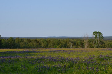 Field with lupines. A wide field overgrown with tall green grass, wild flowers. There are many beautiful purple lupine flowers. Above is a light blue sky and in the distance you can see a forest.