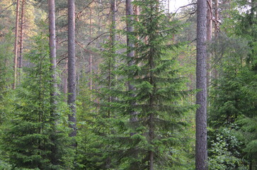 Coniferous forest on a summer day. Nearby grow coniferous trees of pine and spruce. They have brown trunks and green needles on long branches. Trees of different heights and ages.