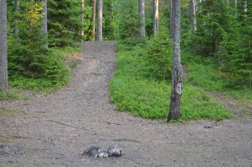 Forest path. Nearby grow coniferous and deciduous trees - pine, spruce, rowan, birch and others. They have brown trunks and green needles and leaves on long branches. Trees of different heights.