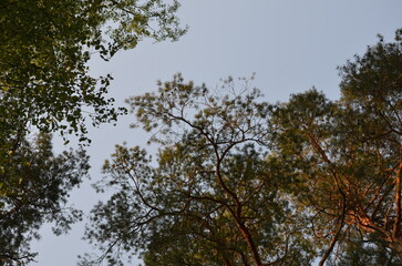 Blue sky above the treetops. Pine forest, long brown trunks of pine trees go high up. At the top there are visible branches with green needles and a blue sky without clouds.