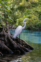 White Egret at Florida Spring