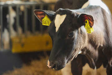 Cute calf on a farm in Denmark close-up