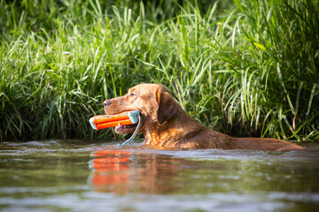 Labrador Dog Playing in Water