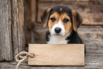 Lindo perrito mirando a cámara, sentado, junto a un cartel vacio de madera, con fondo desenfocado de casa o refugio de madera rustica