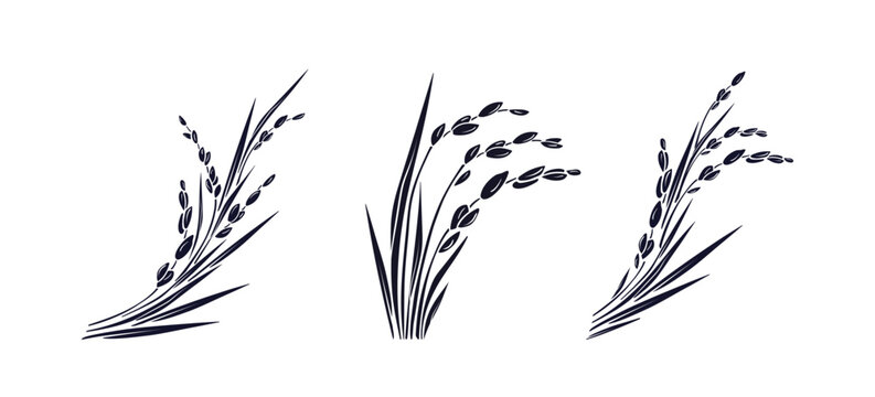 Rice plant, raw long grains Vector paddy ink  sign