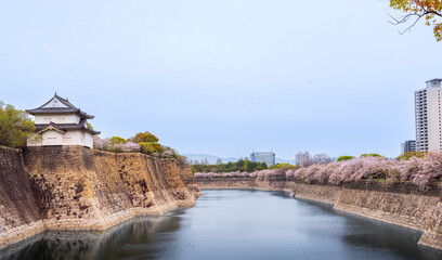 Osaka Castle with the beautiful lake surrounding it during Spring and the cherry blossoms , Osaka, Japan, South East Asia.