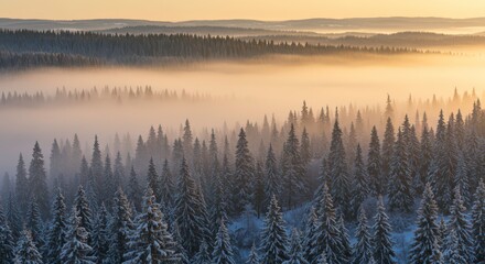 Fototapeta premium Dense snow covered pine forest over rolling hills with thick golden mist at sunrise showcasing peaceful and expansive winter landscape