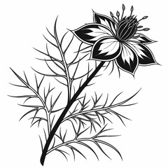 black and white love-in-a-mist