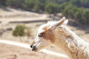 Obraz premium white llama portrait