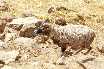 sheep in the mountains