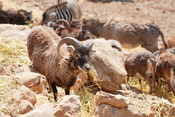 sheep in the mountains